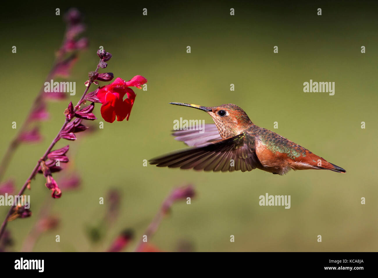 Allen's hummingbird feeding and pollinating flowers Stock Photo