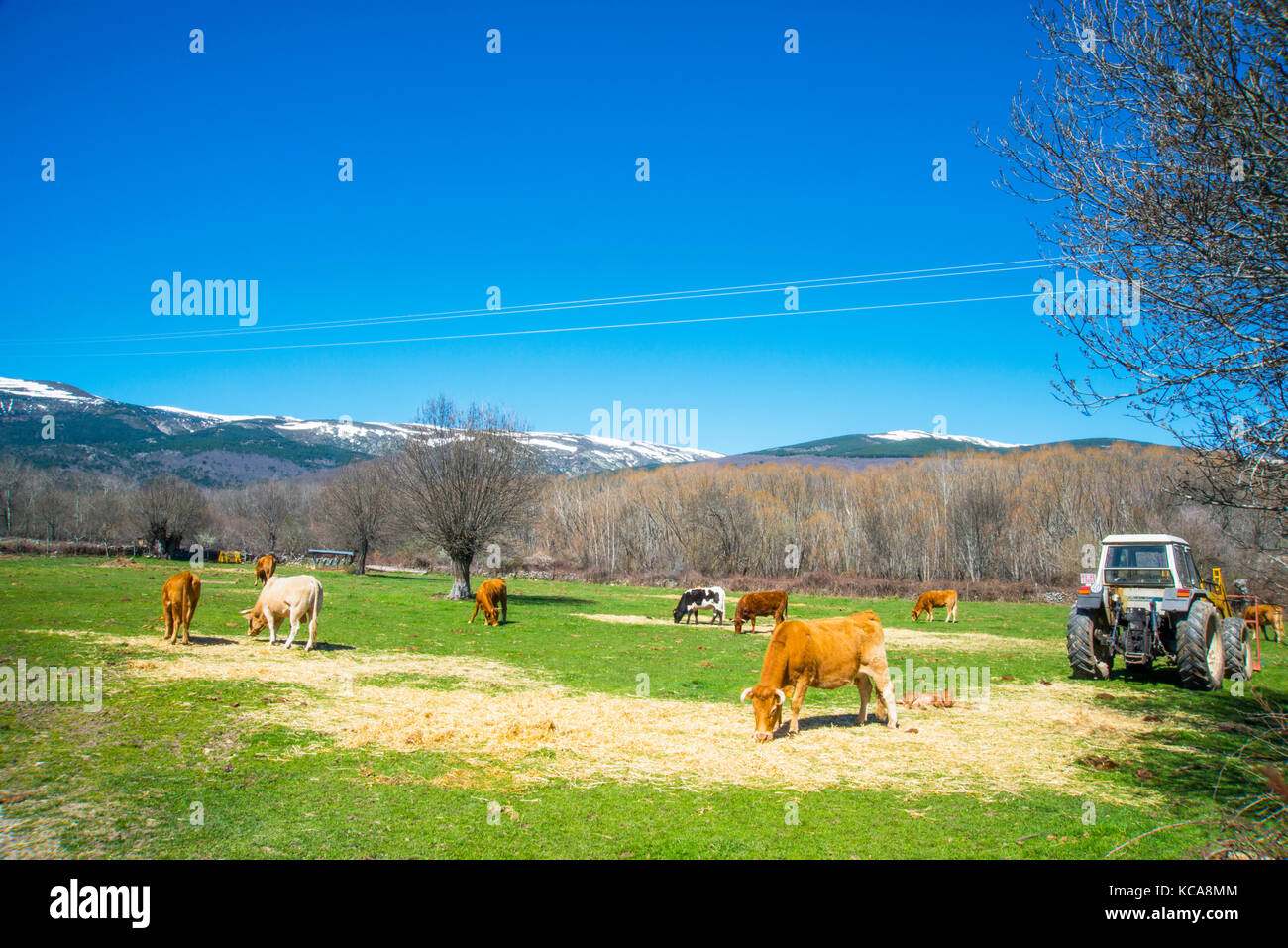 Cows in a meadow. Rascafria, Madrid province, Spain. Stock Photo