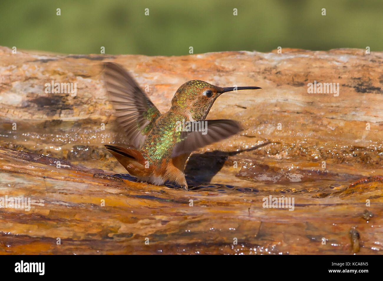 Allen's hummingbird taking bath Stock Photo Alamy