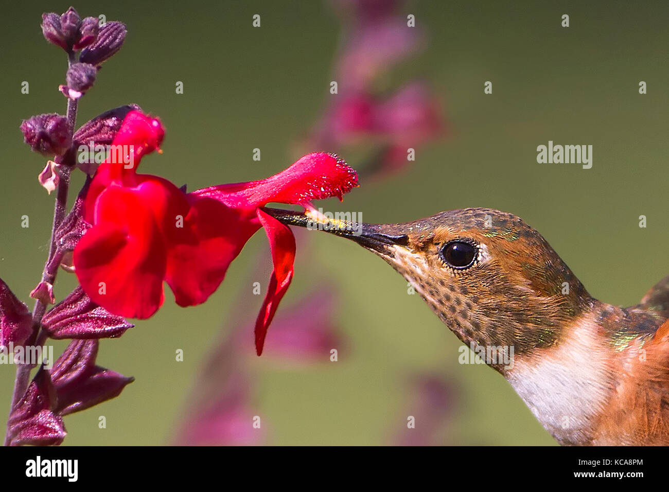 Allen's hummingbird feeding and pollinating flowers Stock Photo