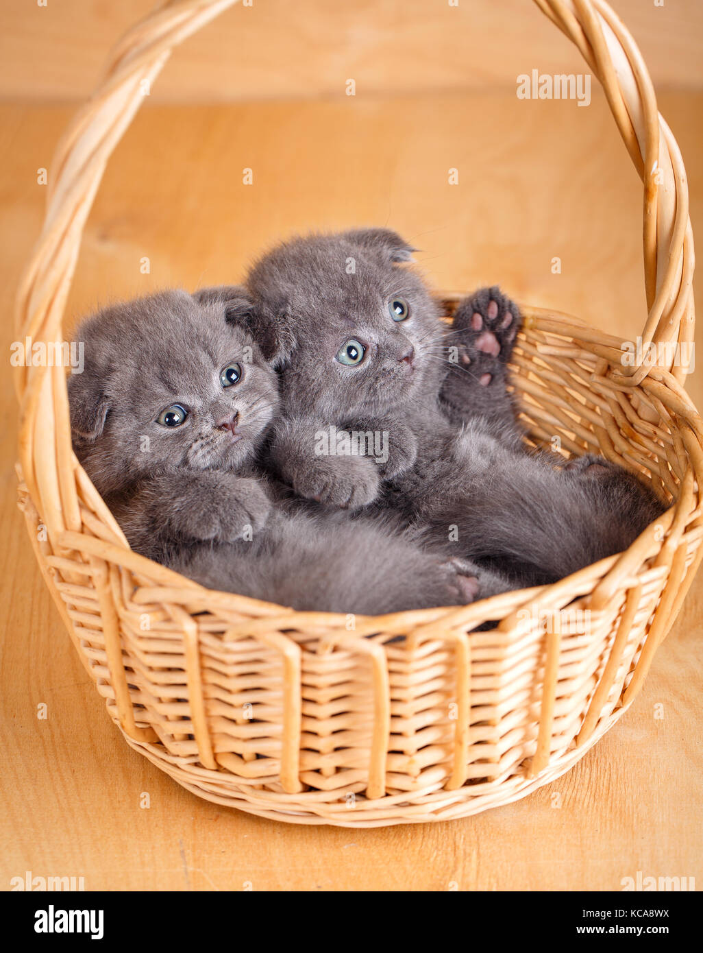 Small kittens in wicker basket Stock Photo