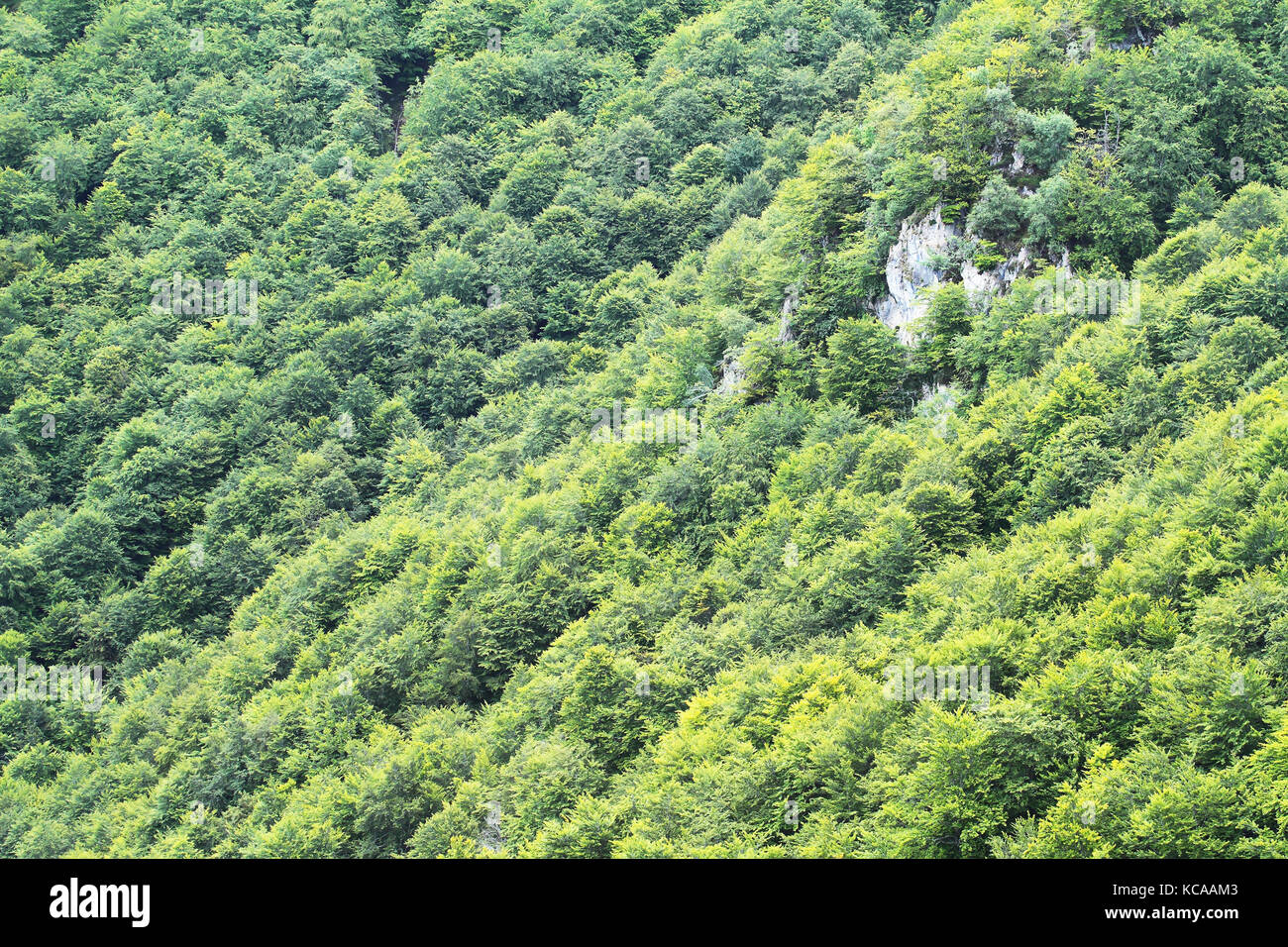 View of a beech forest from the outside Stock Photo - Alamy