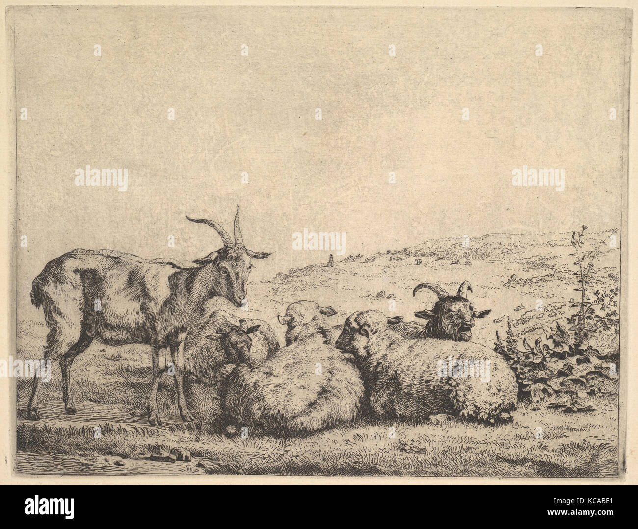 Two Goats and Three Sheep, 1655, Etching, sheet: 8 15/16 x 10 13/16 in. (22.7 x 27.4 cm), Prints, Karel Dujardin (Dutch Stock Photo