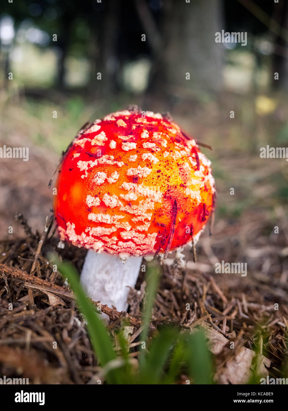 Close-up picture of a Amanita poisonous mushroom in nature, Valsassina, Italy Stock Photo