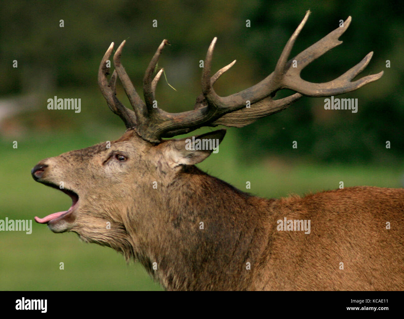 London, Britain. 03rd Oct, 2017. A deer stag barks during the rutting season, in Richmond Park, London, Britain October 3, 2017. Credit: John Voos/Alamy Live News Stock Photo