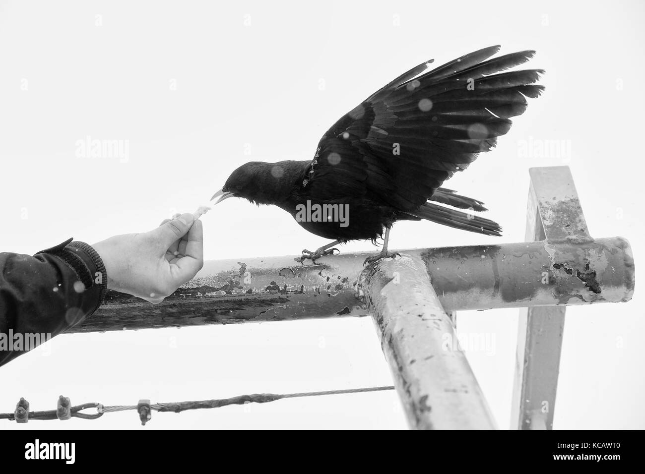 Black bird taking food. Feeding from hand. Hungry crow on handrail, misty cloud in background, fogy snowy day. Stock Photo