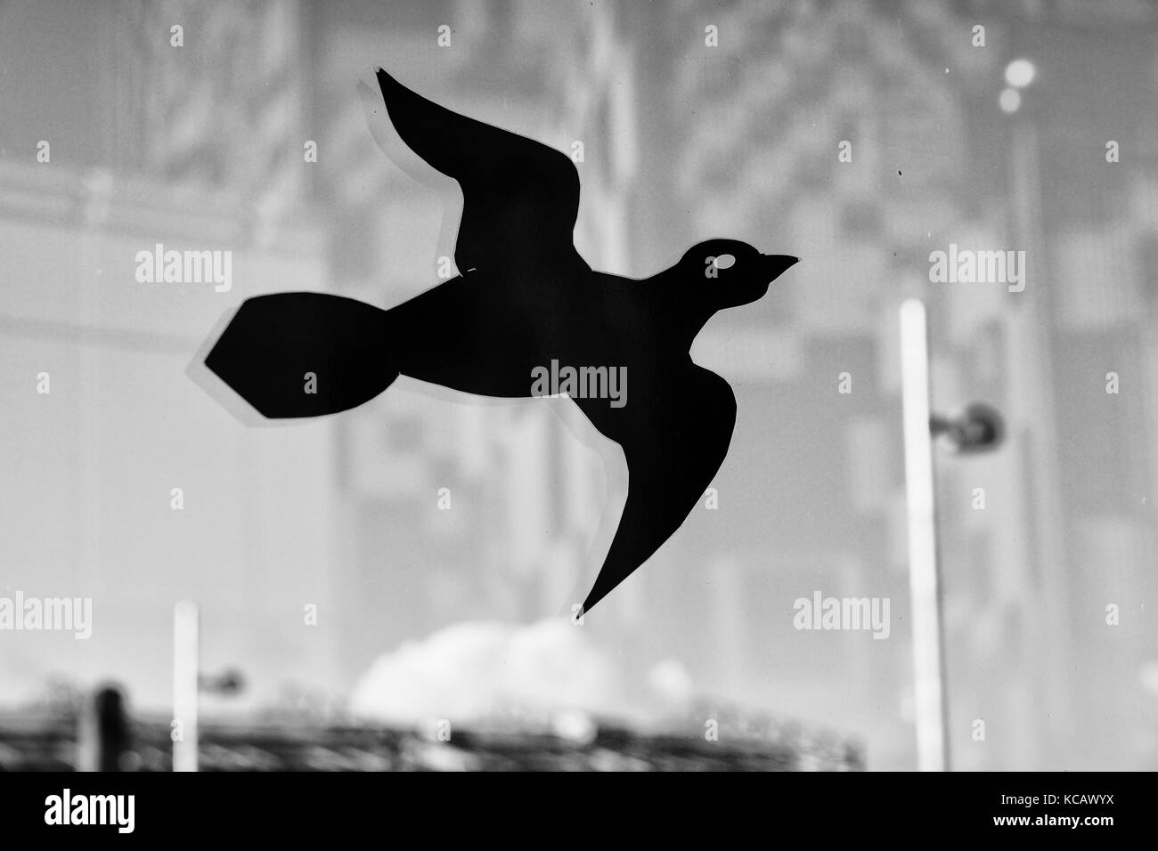 Hawk outline for windows
