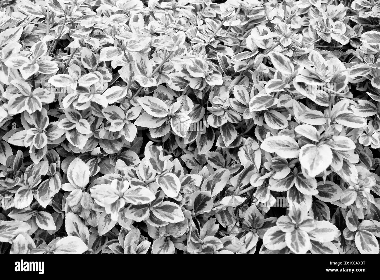 Wintercreeper euonymus Black and White Stock Photos & Images - Alamy
