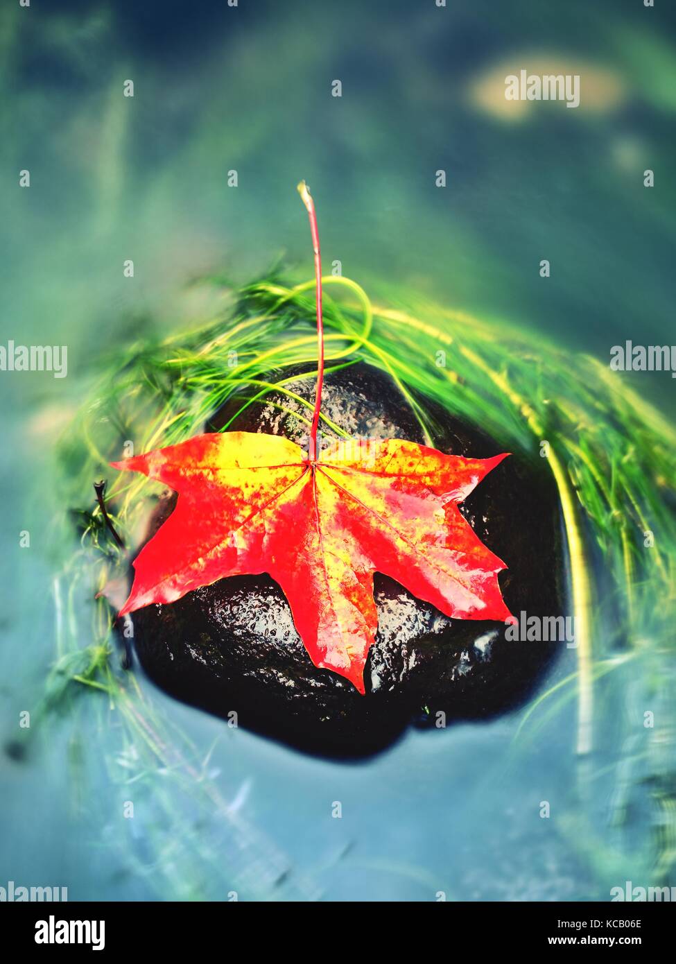 Caught yellow orange maple leaf on long green algae stone. Colorful symbol of comming fall season. Boulder in mirror water of mountain river. Stock Photo