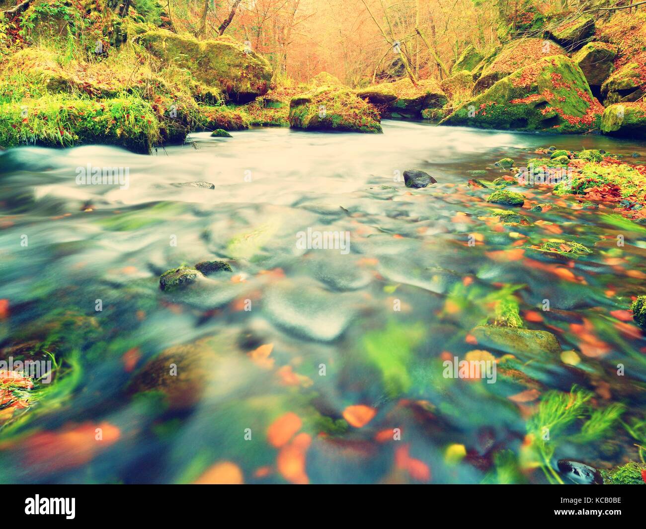Stony bank of autumn mountain river covered by orange beech leaves. Fresh colorful leaves on branches above water make reflection Stock Photo