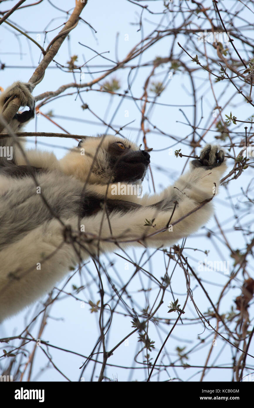 Verreaux's Sifaka Lemur searching for food in the trees, Kirindy Forest Reserve, Madagascar, 2017 Stock Photo