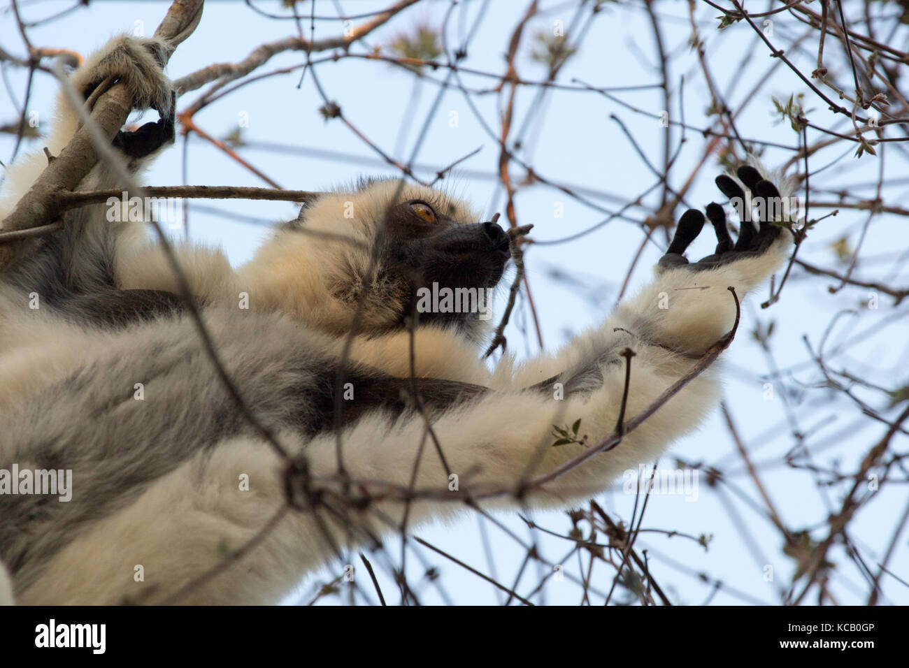 verreaux's Sifaka Lemur searching for food in the trees, Kirindy Forest Reserve, Madagascar, 2017 Stock Photo