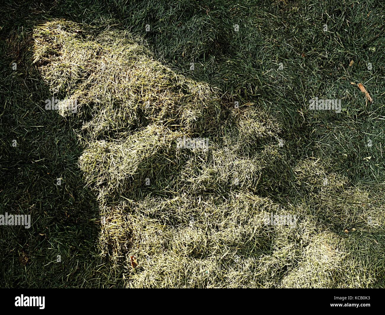 Decay harvested grass in big green smell mound in corner of garden