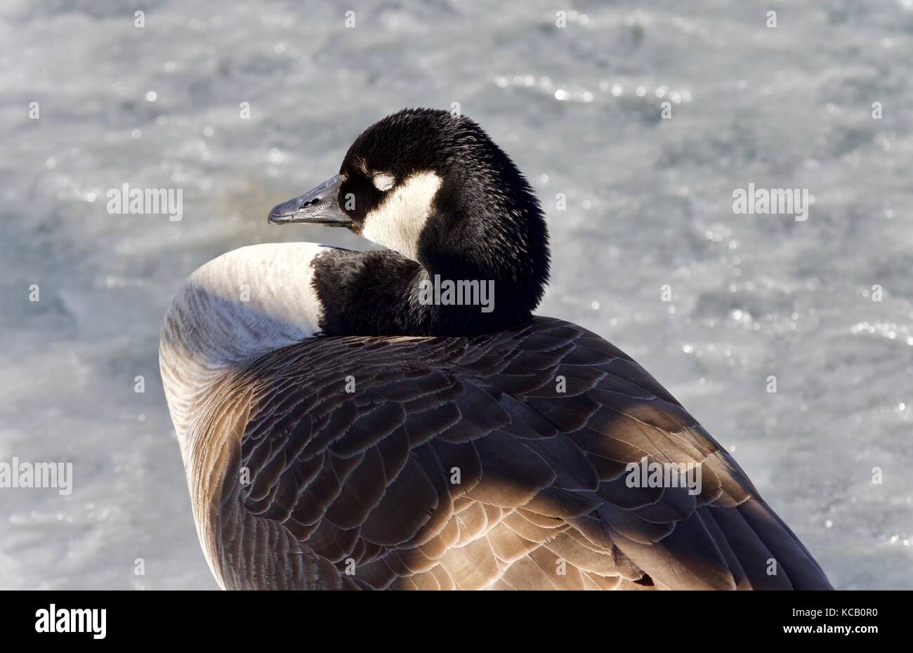 Canada Goose Sleeping High Resolution Stock Photography and Images Alamy
