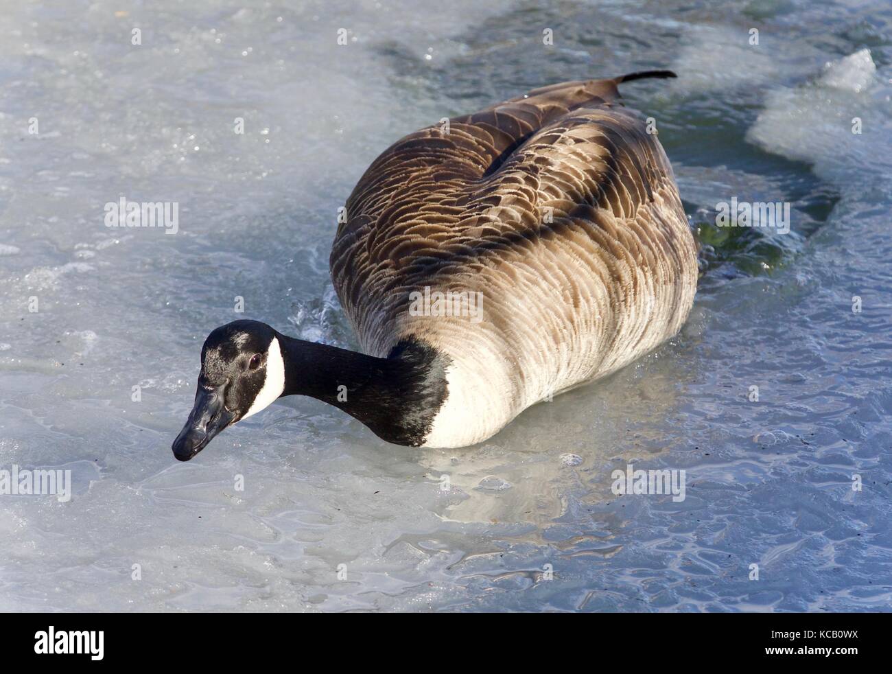 Happy goose hi-res stock photography and images - Page 21 - Alamy