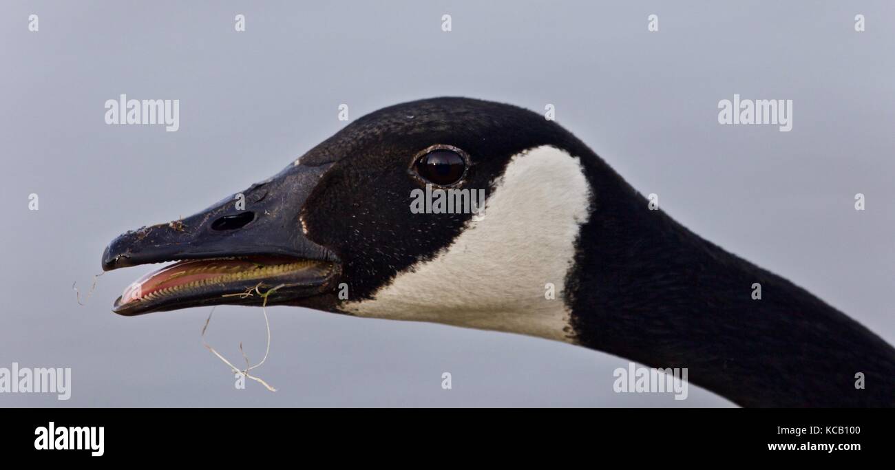 Picture with a funny Canada goose screaming Stock Photo - Alamy