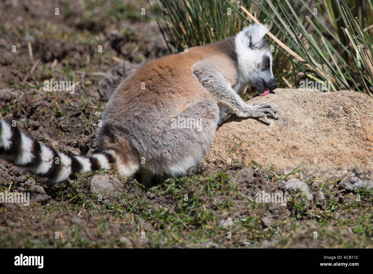 Ring Tailed Lemur licking salts from rock, Anja National Park
