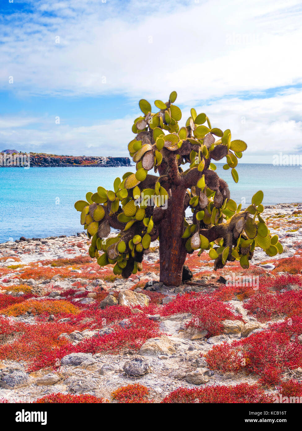 Cactus trees on South Plaza - Galapagos, Ecuador Stock Photo