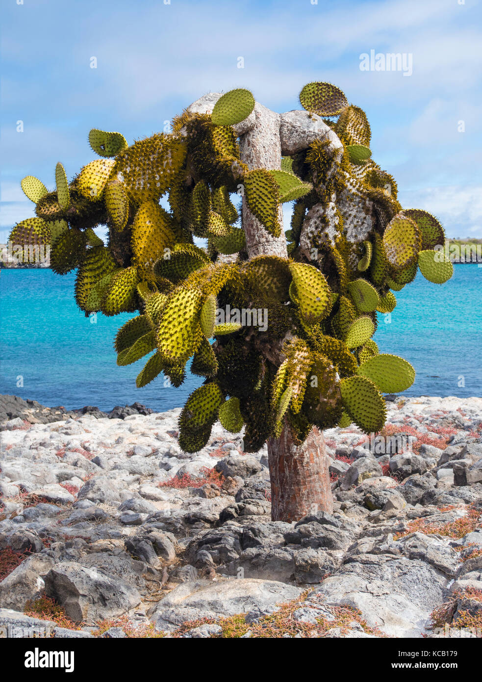 South Plaza - Galapagos, Ecuador Stock Photo