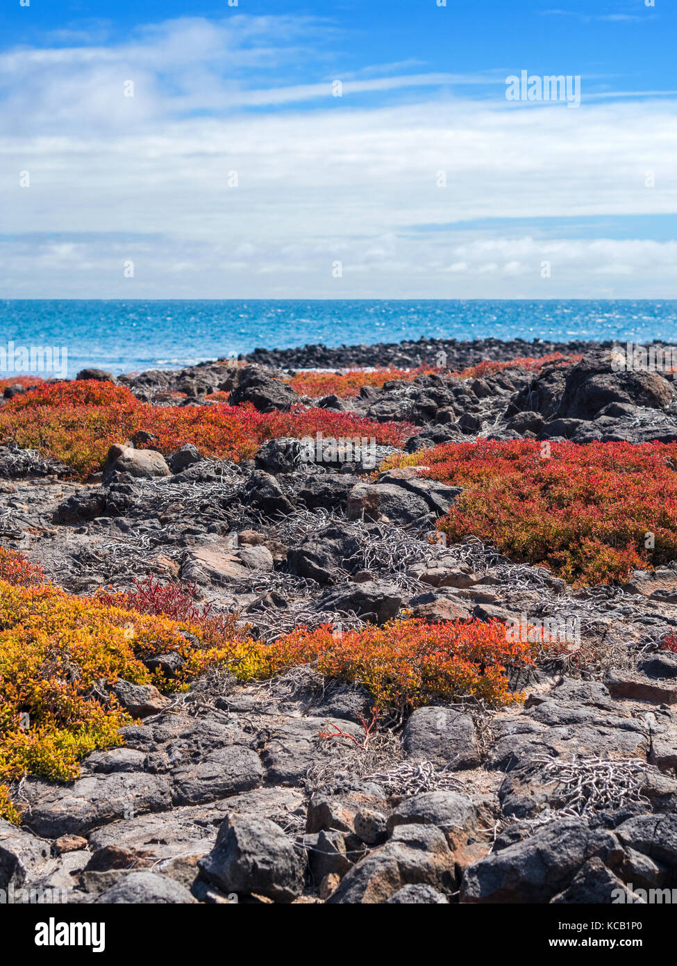 Cliffs and outcrops on South Plaza - Galapagos, Ecuador Stock Photo