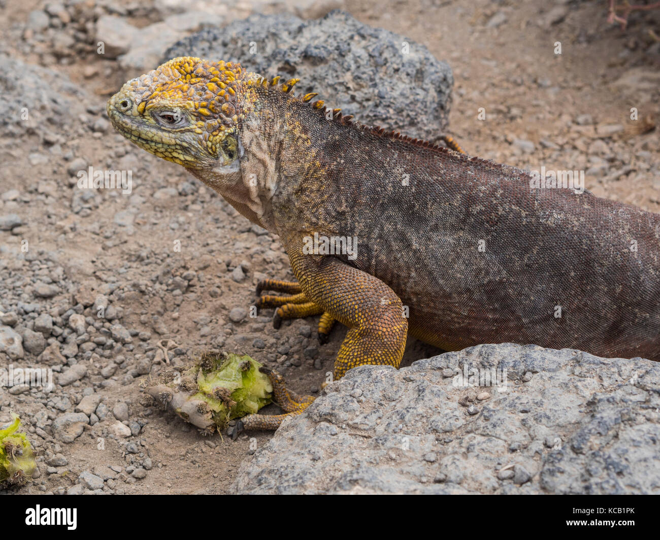 Hungry Land Iguana on South Plaza - Galapagos, Ecuador Stock Photo
