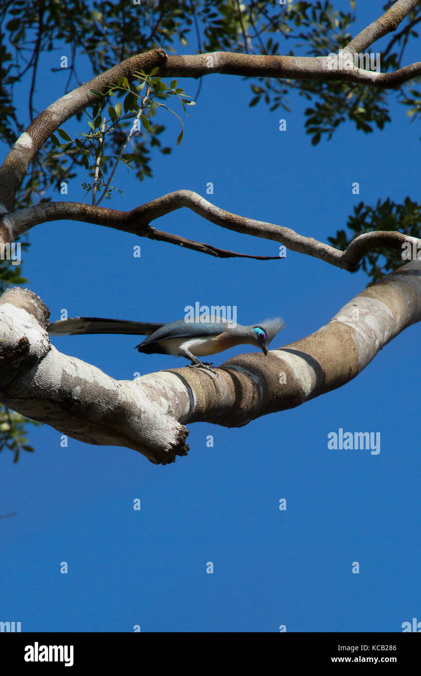 Crested Coua perched on tree branch against bright blue sky, Kirindy Forest Reserve, Madagascar, 2017 Stock Photo