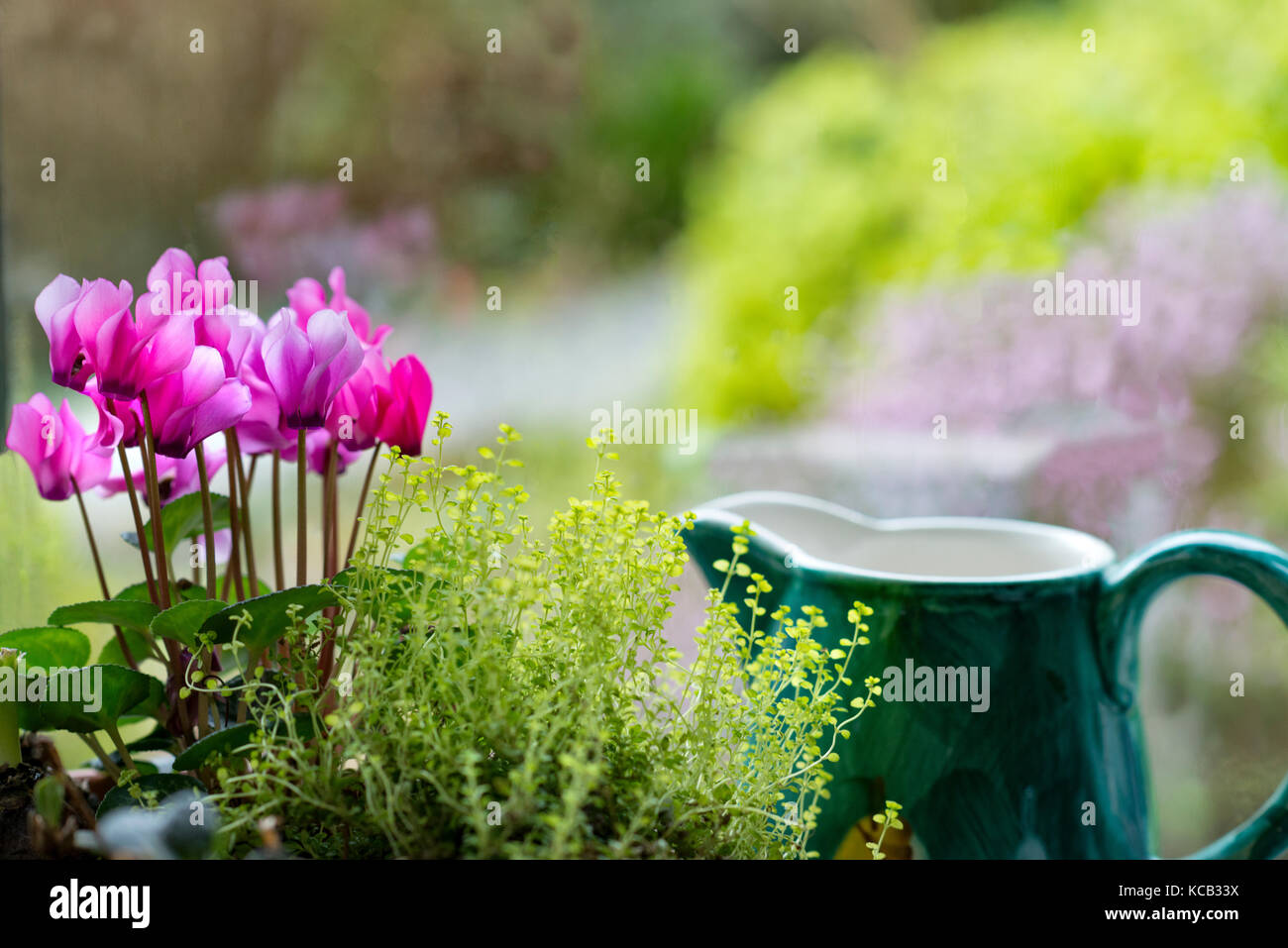 A still life group of cyclamen beside a green  jug with out of focus garden in the background. Country life style Copy space. Stock Photo