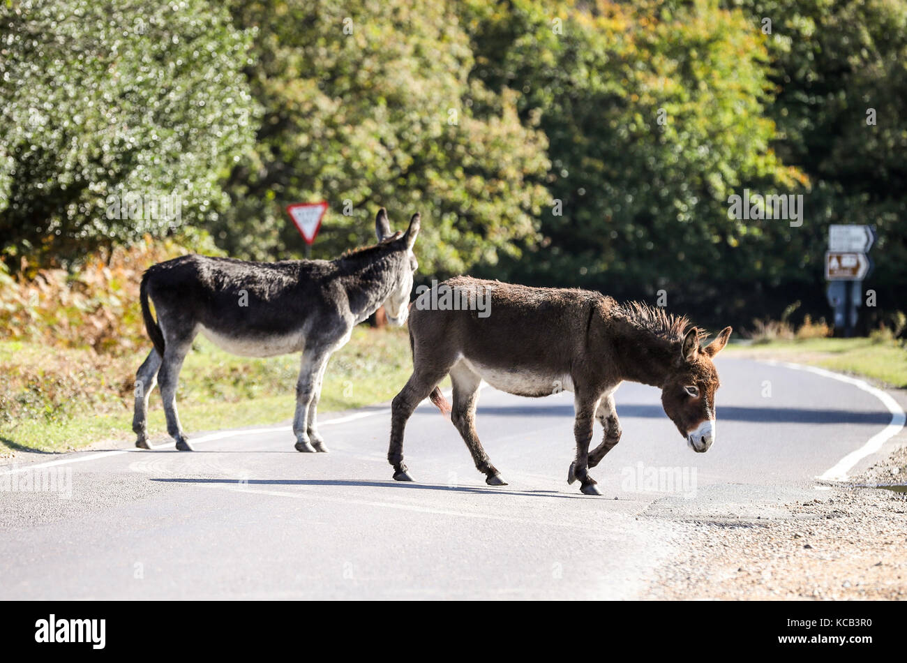 Donkeys roaming free in the New Forest Crossing the road Stock Photo ...