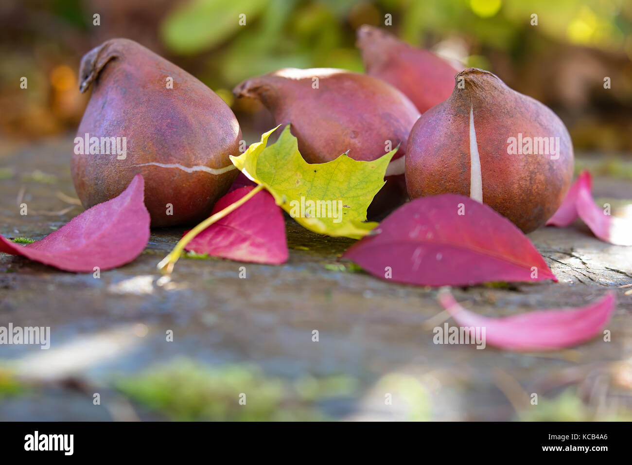 Tulip bulbs and fall leaves arranged on a weathered board. Stock Photo