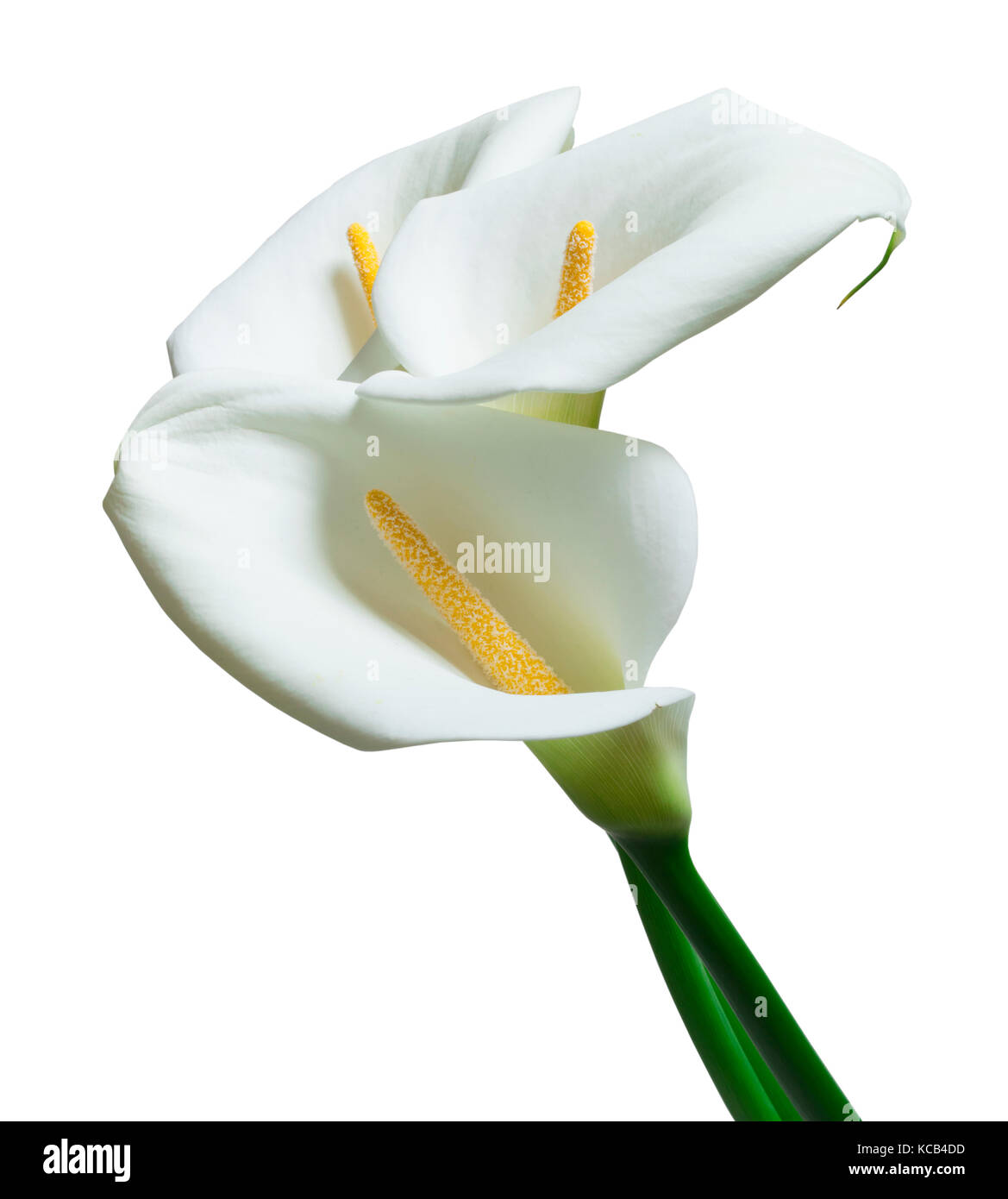 Witte Calla white calla flowers Stock Photo - Alamy