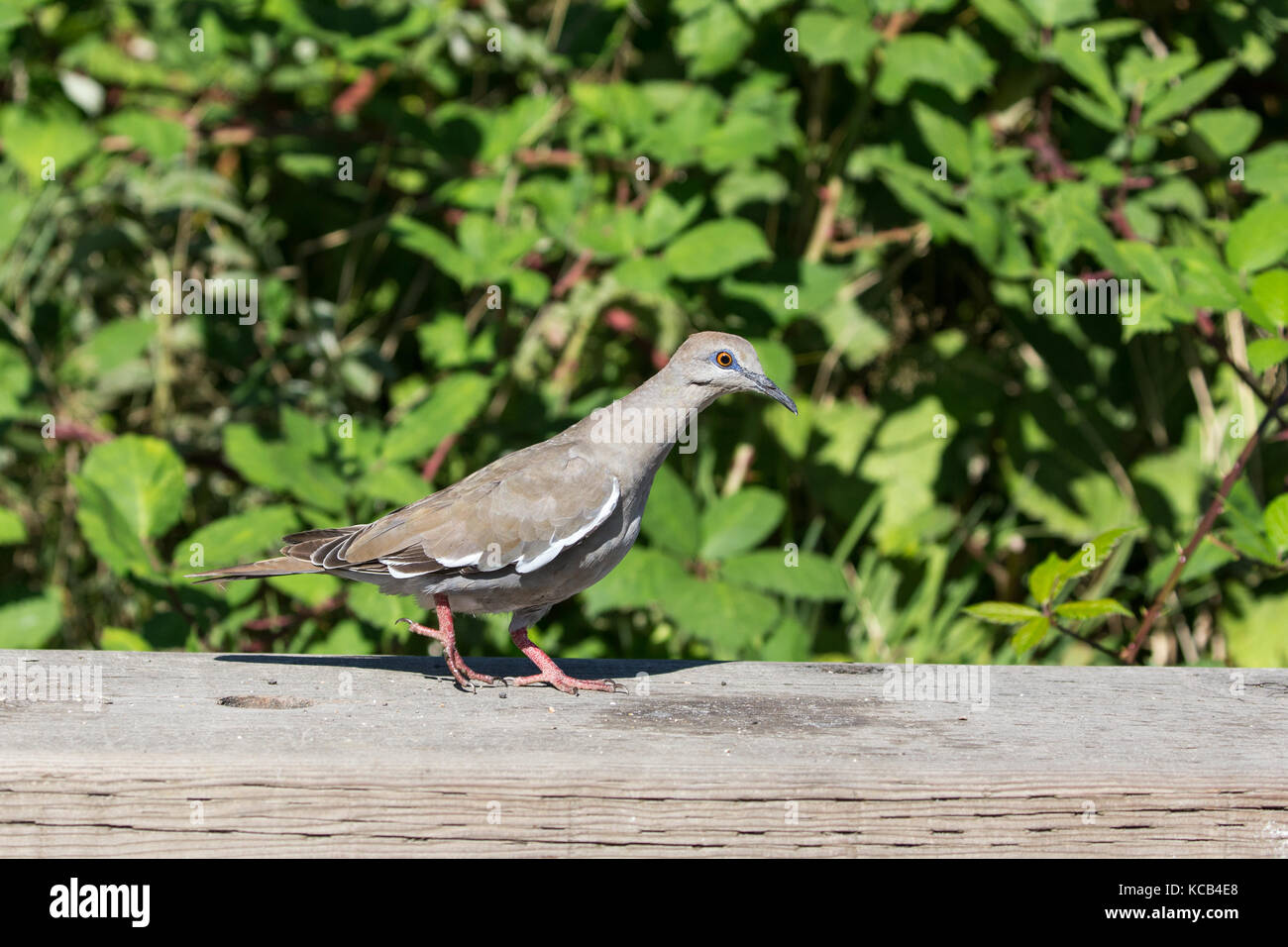 white winged Dove at Richmond BC Canada 2017 Sep Stock Photo Alamy