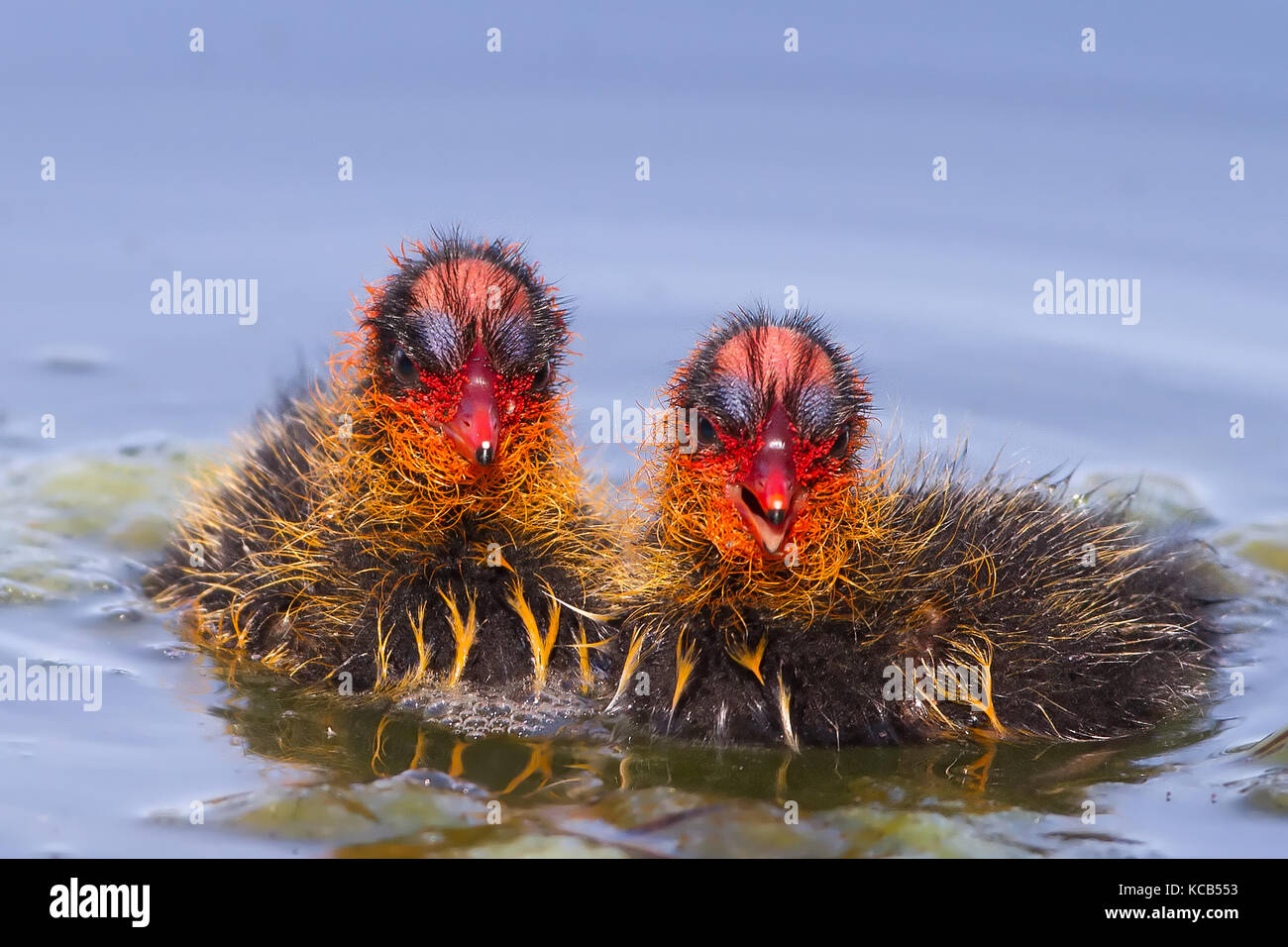 American coot babies wait for food Stock Photo