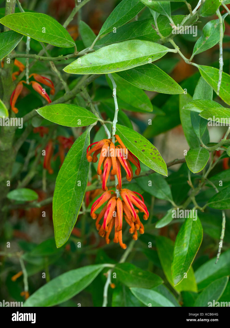 Grevillea victoriae in flower Stock Photo Alamy