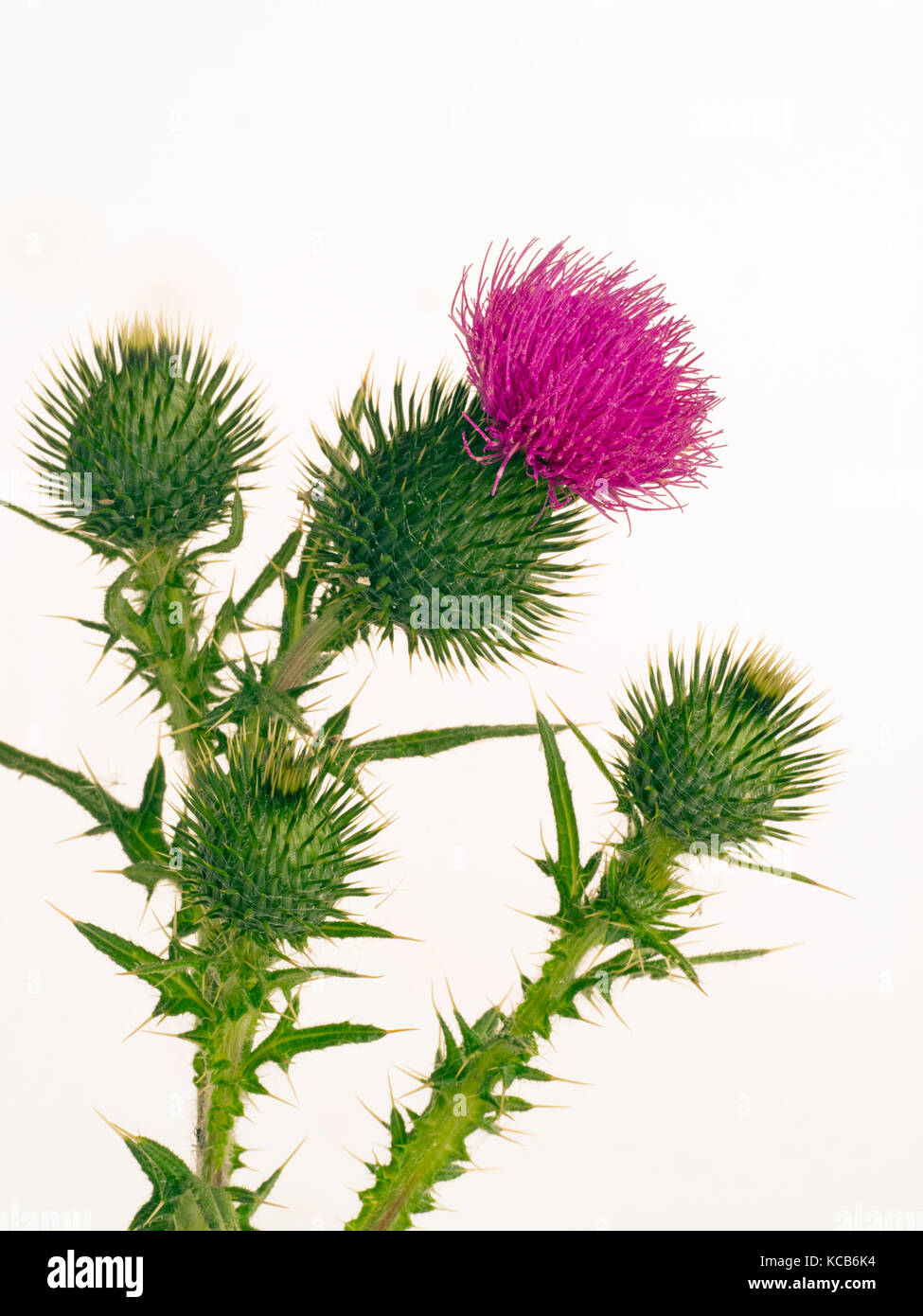 Spear thistle Cirsium vulgare or bull thistle, or common thistle on cut-out background Stock Photo