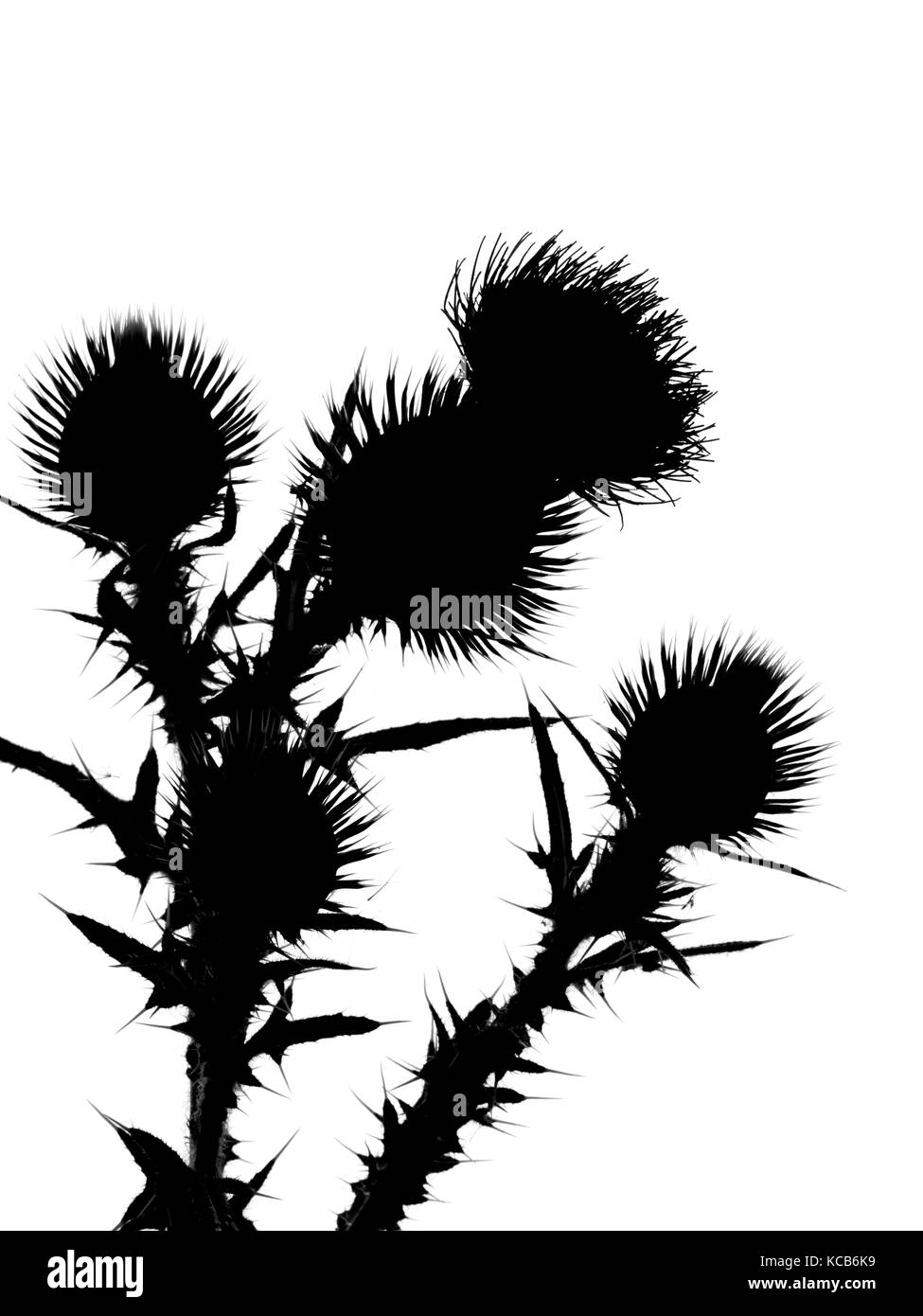 Spear thistle Cirsium vulgare or bull thistle, or common thistle in silhouette Stock Photo