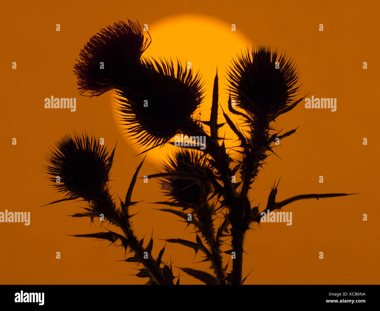 Spear thistle Cirsium vulgare or bull thistle, or common thistle at sunset Stock Photo
