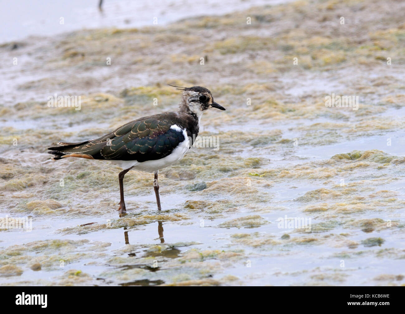A lapwing or green plover ( Vanellus vanellus ) feeding on a marsh Stock Photo