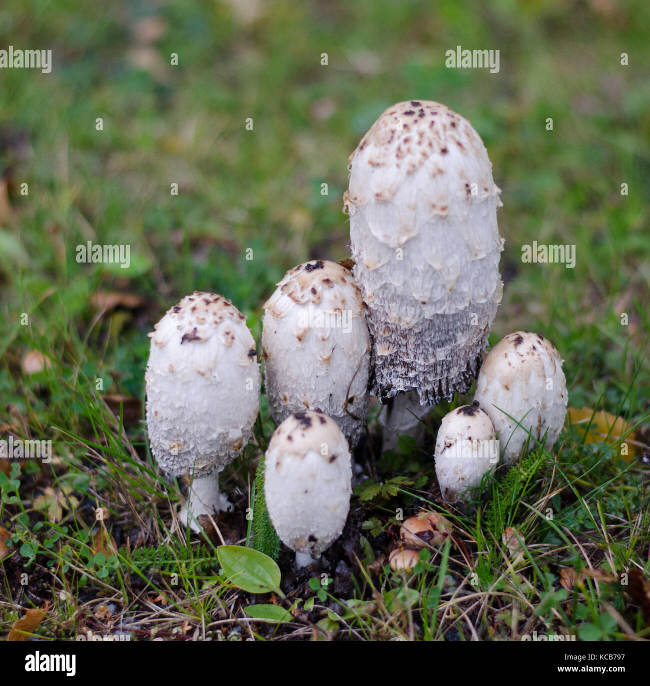 Coprinus comatus ink cap mushroom hi-res stock photography and images ...