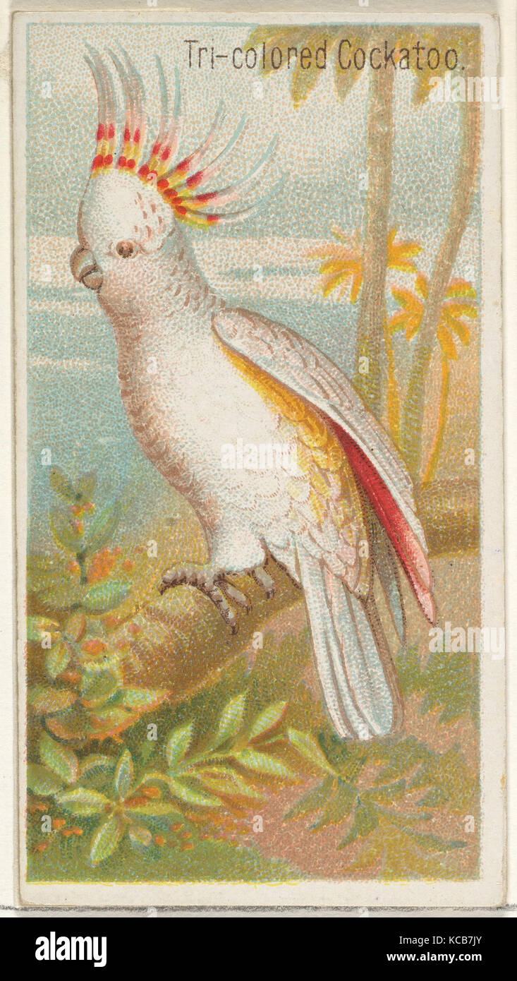 Tri-colored Cockatoo, from the Birds of the Tropics series (N5) for Allen & Ginter Cigarettes Brands, 1889 Stock Photo