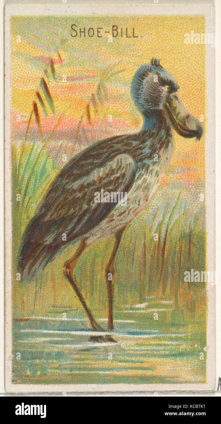 Shoe-Bill, from the Birds of the Tropics series (N5) for Allen & Ginter Cigarettes Brands, 1889 Stock Photo