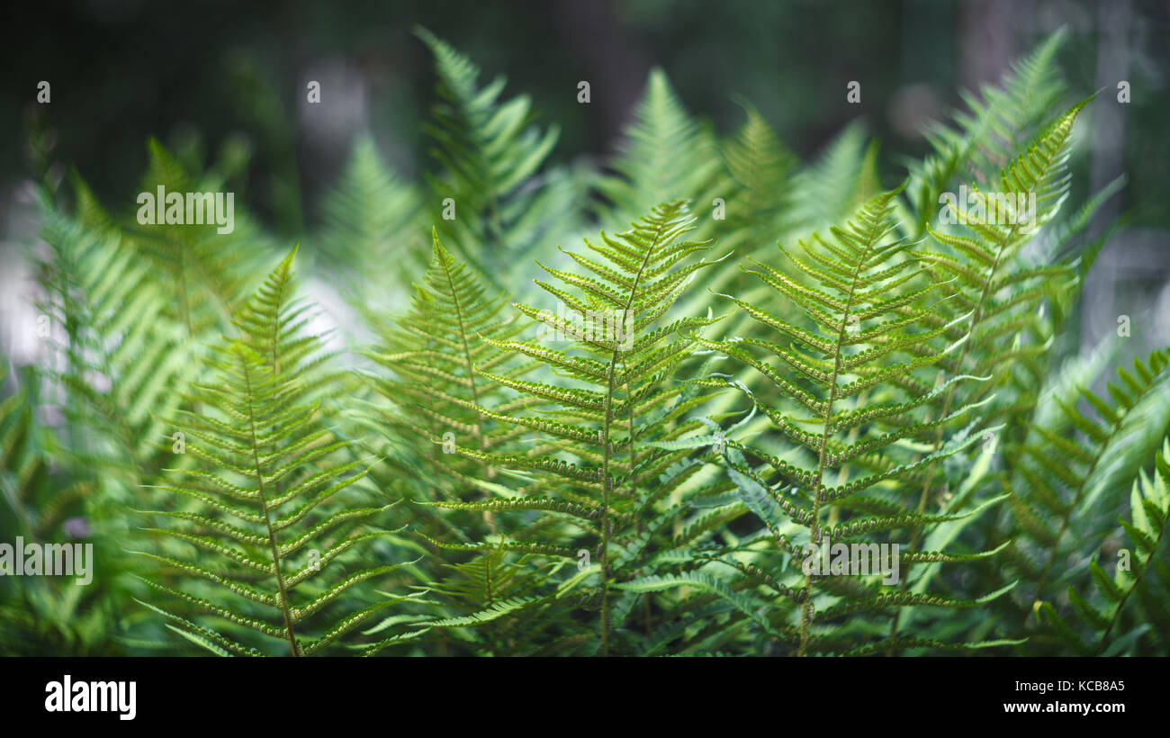 Beautiful green leaves of a fern bush Stock Photo