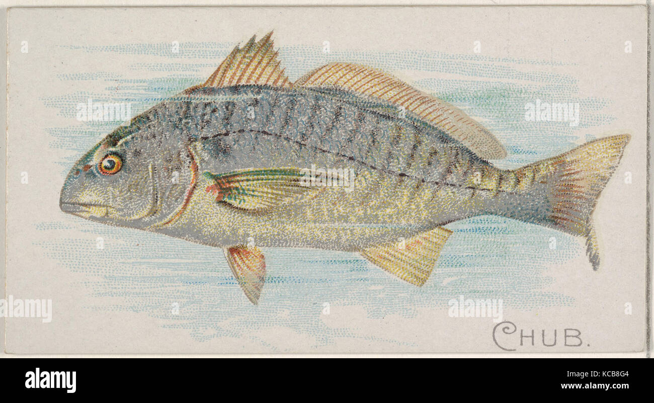 Chub, from the Fish from American Waters series (N8) for Allen & Ginter Cigarettes Brands, 1889 Stock Photo