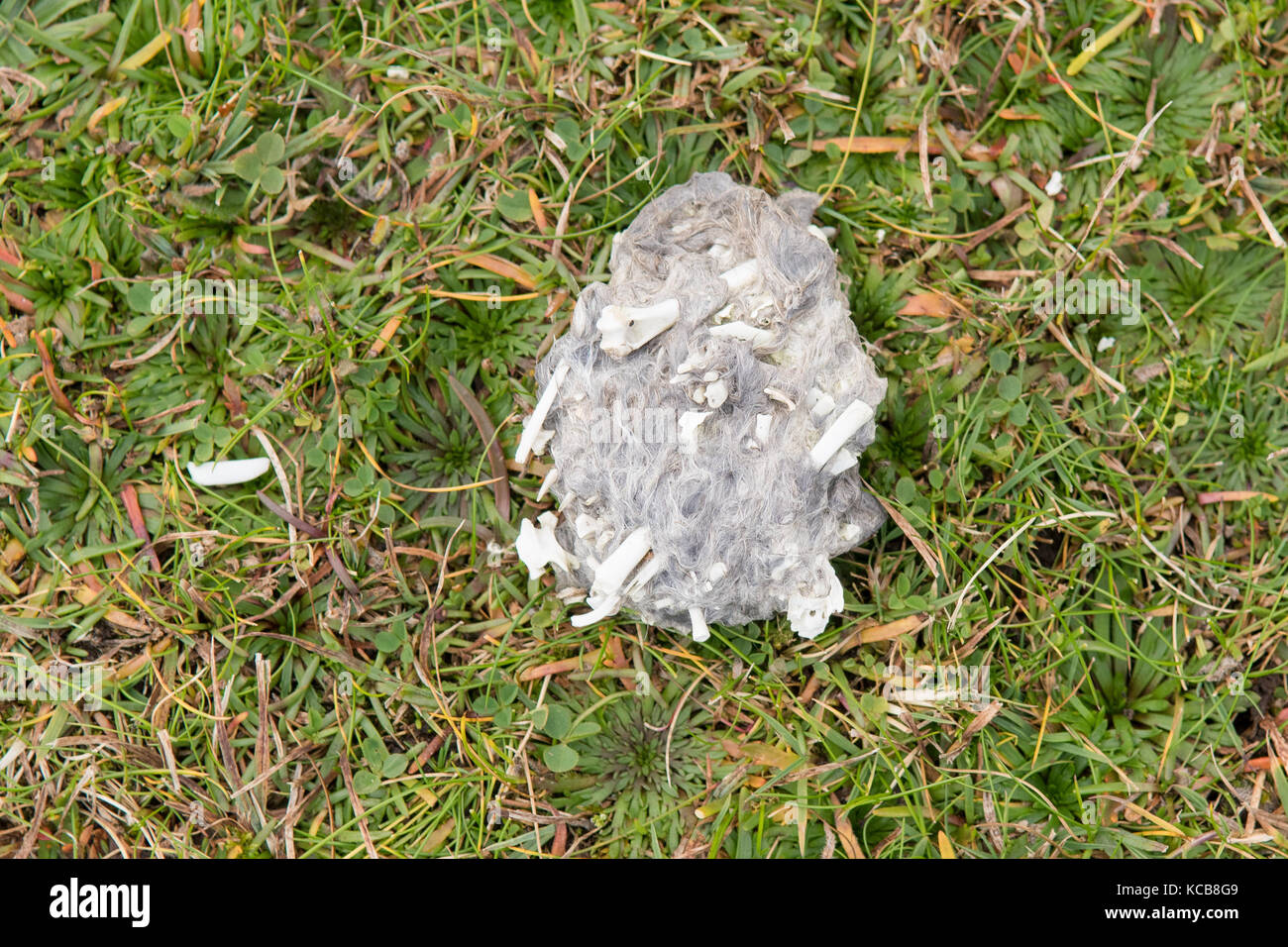 large bird pellet containing fur and bones found on cliff top, Yell, Shetland Islands, Scotland, UK Stock Photo