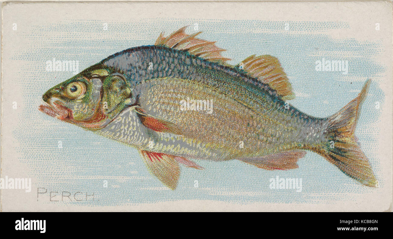 Perch, from the Fish from American Waters series (N8) for Allen & Ginter Cigarettes Brands, 1889 Stock Photo