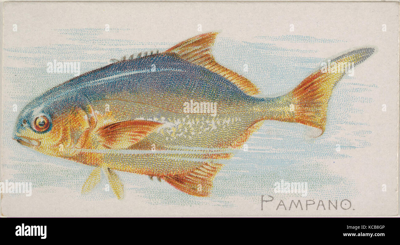Pampano, from the Fish from American Waters series (N8) for Allen & Ginter Cigarettes Brands, 1889 Stock Photo