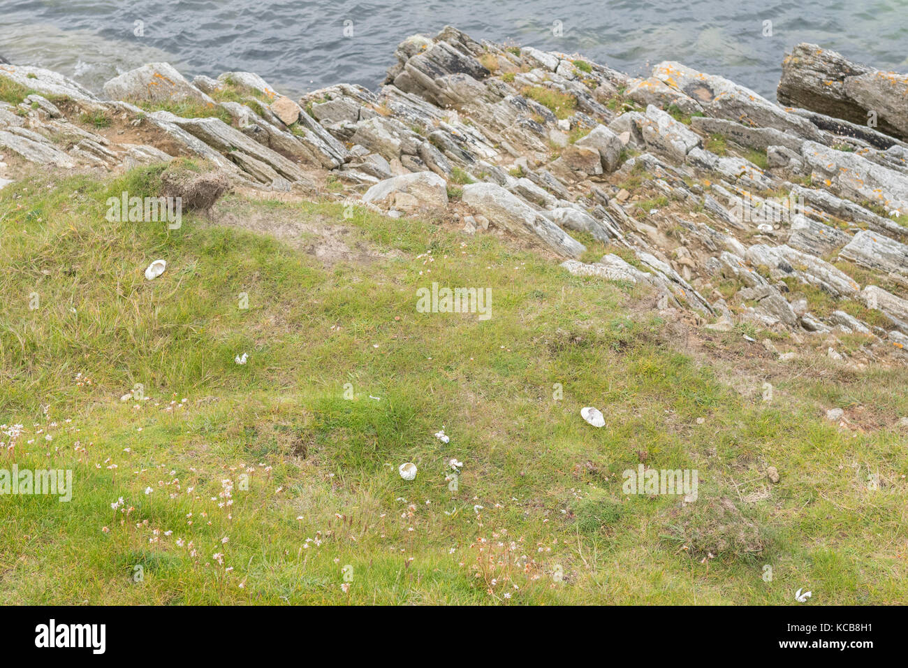 empty crab shells scattered along cliff tops at Sands of Breckon, Yell, Shetland Islands, Scotland, UK Stock Photo