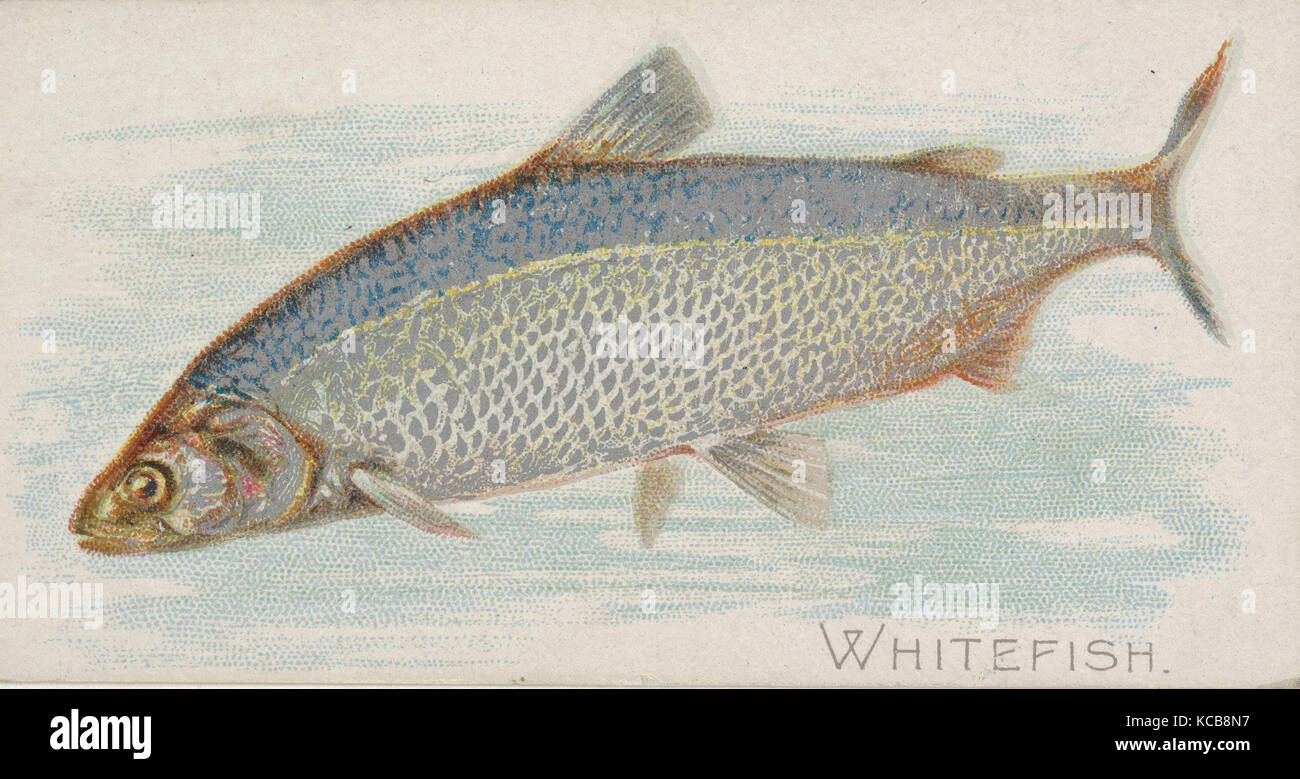 Whitefish, from the Fish from American Waters series (N8) for Allen & Ginter Cigarettes Brands, 1889 Stock Photo