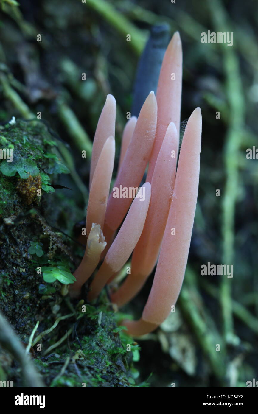 New Zealand bush fungi Stock Photo