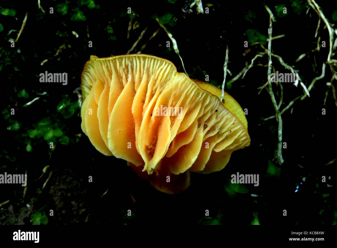 New Zealand bush fungi Stock Photo