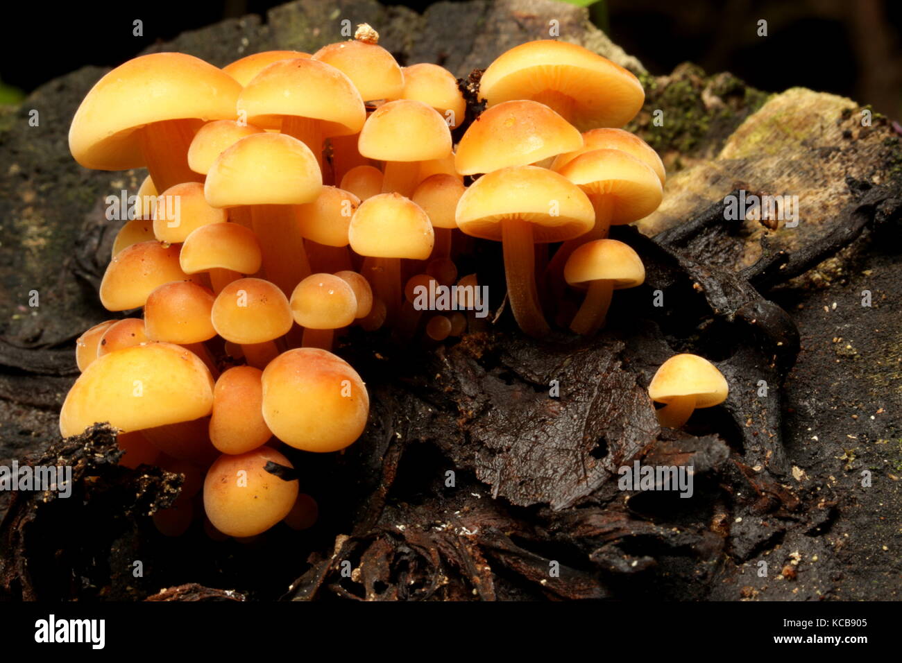 New Zealand bush fungi Stock Photo Alamy